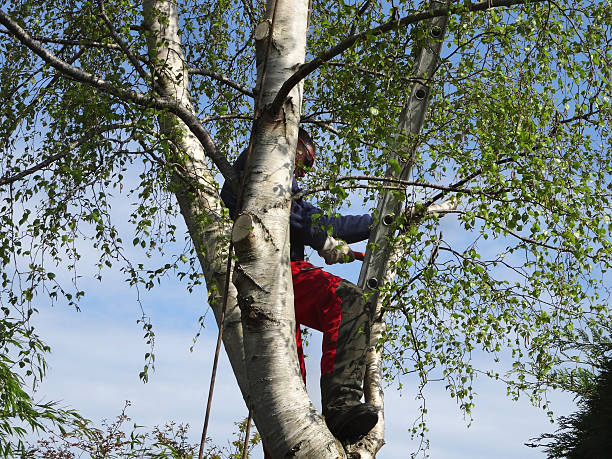 Best Seasonal Cleanup  in USA